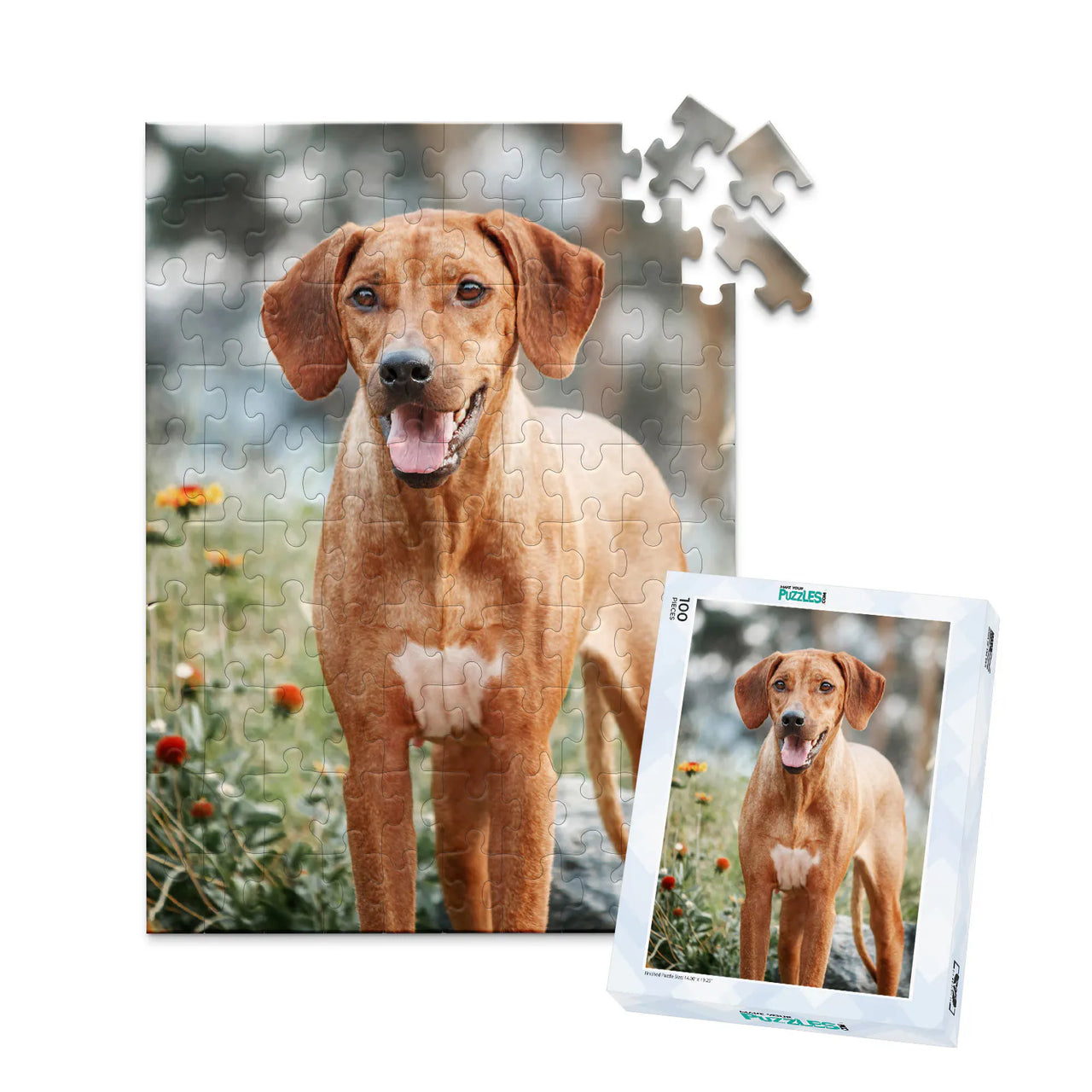100 piece custom pet puzzle 1 photo portrait with puzzle box of a brown hunting dog