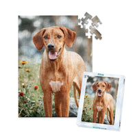 100 piece custom pet puzzle 1 photo portrait with puzzle box of a brown hunting dog