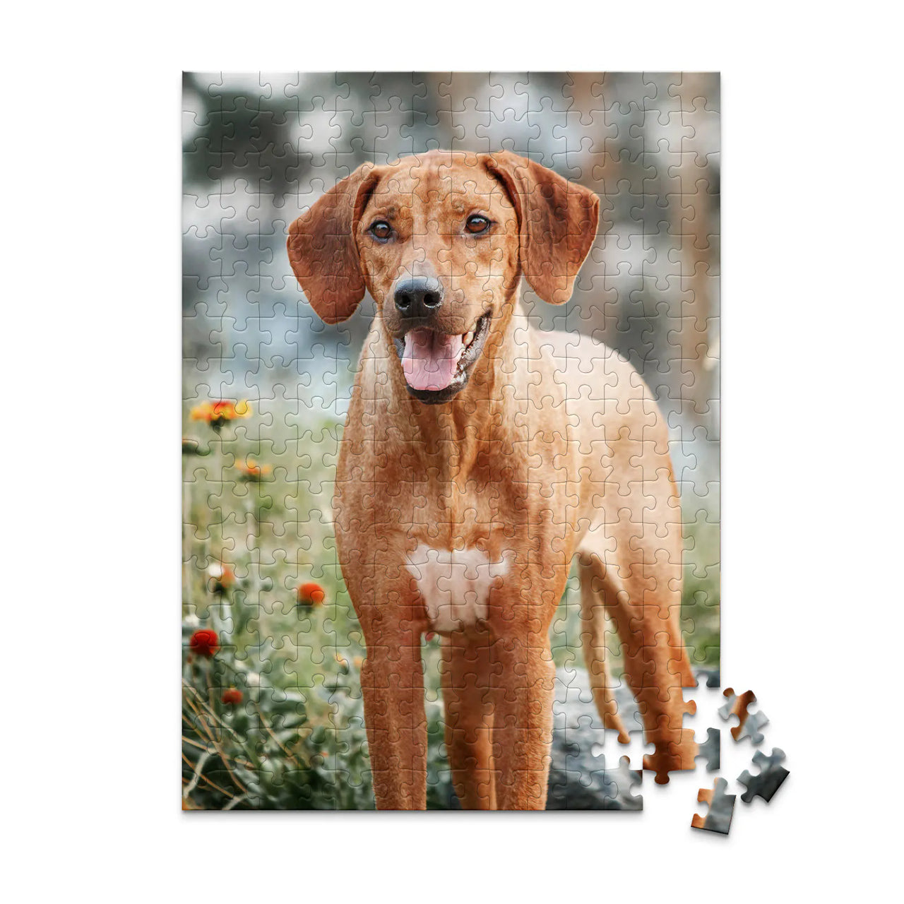 252 piece custom pet puzzle 1 photo portrait of a brown hunting dog