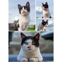 4 Collage Feature Left Photo Puzzle – Panorama