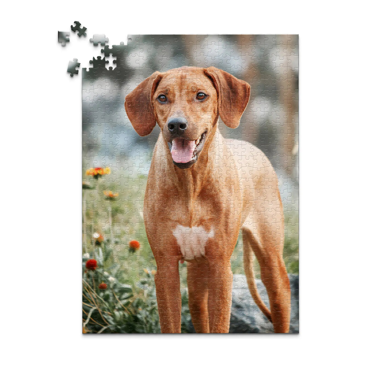 500 piece custom pet puzzle 1 photo portrait of a brown hunting dog