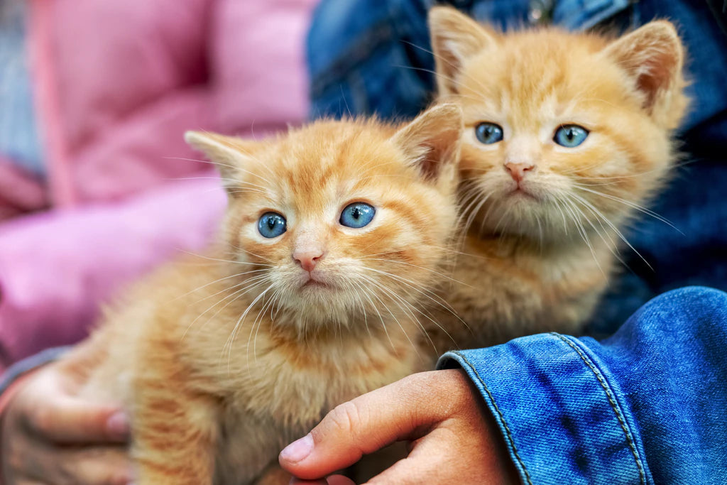 Pet Photo Puzzle featuring two orange tabby kittens with blue eyes being held by a person wearing a blue denim jacket, shown against a plain white background.