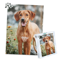 1000 Piece Custom Pet Photo Puzzle and box of ridgeback dog with a reddish-brown coat and a white chest patch, standing outdoors in a grassy area with blurred flowers and trees in the background.