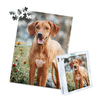252 Piece Custom Pet Photo Puzzle and box of ridgeback dog with a reddish-brown coat and a white chest patch, standing outdoors in a grassy area with blurred flowers and trees in the background.