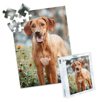 48 Piece Custom Pet Photo Puzzle and box of ridgeback dog with a reddish-brown coat and a white chest patch, standing outdoors in a grassy area with blurred flowers and trees in the background.