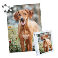 500 Piece Custom Pet Photo Puzzle and box of ridgeback dog with a reddish-brown coat and a white chest patch, standing outdoors in a grassy area with blurred flowers and trees in the background.