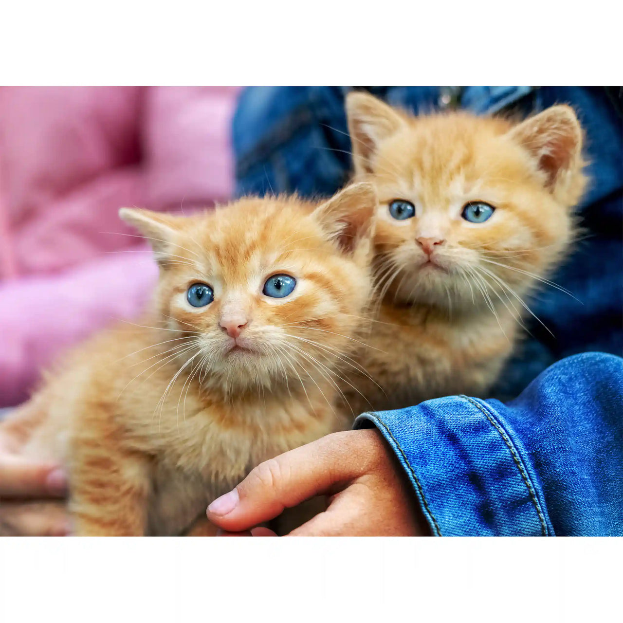 Custom Pet Photo Puzzle of 2 little kittens 