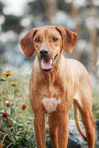 Custom Pet Photo Puzzle of ridgeback dog with a reddish-brown coat and a white chest patch, standing outdoors in a grassy area with blurred flowers and trees in the background.

