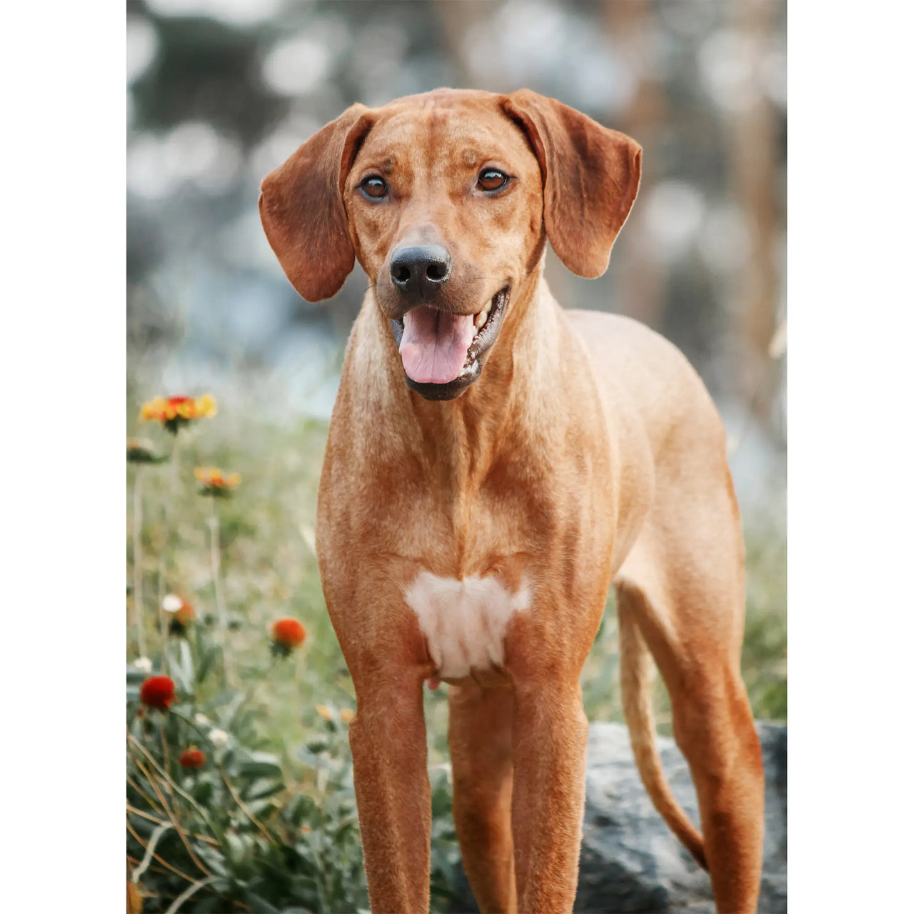 Custom Pet Photo Puzzle Portrait of a Rhodesian Ridgeback Dog